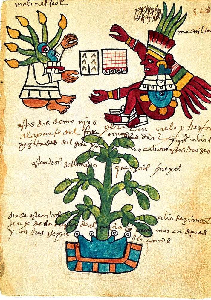 El árbol del cacao. Códice Tudela. Página 228. Siglo XVI