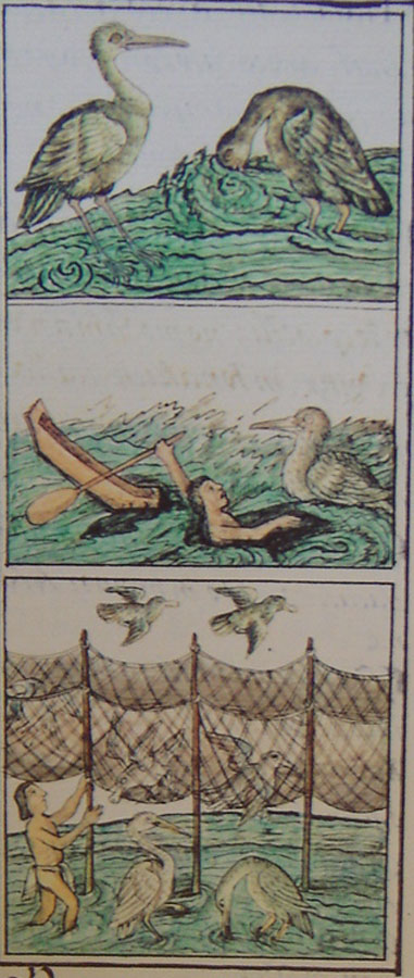 Ave del agua tolcomoctli, en Bernardino de Sahagún. Historia General de las cosas de la Nueva España. Siglo XVI