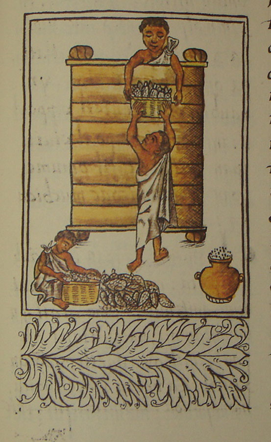 Maíz, en Bernardino de Sahagún, Historia General de las cosa de la Nueva España L 7Fo 15. Siglo XVI
