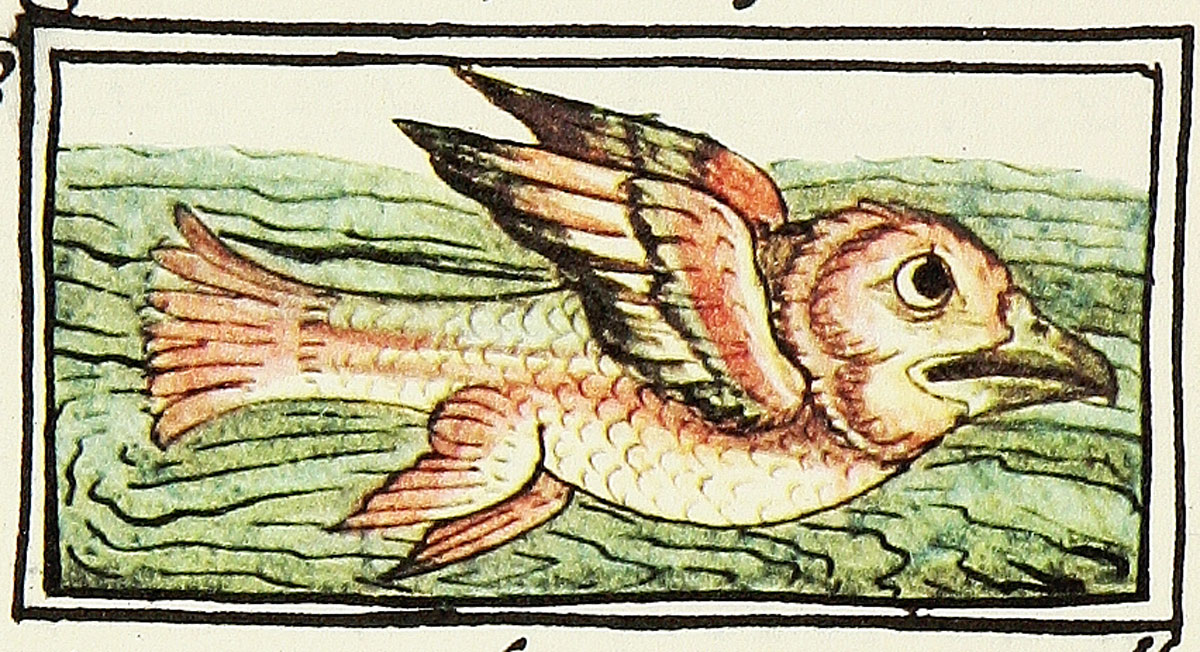 “Totomichi, ave pez”  Códice Florentino,  libro XI, fol. 62 r.