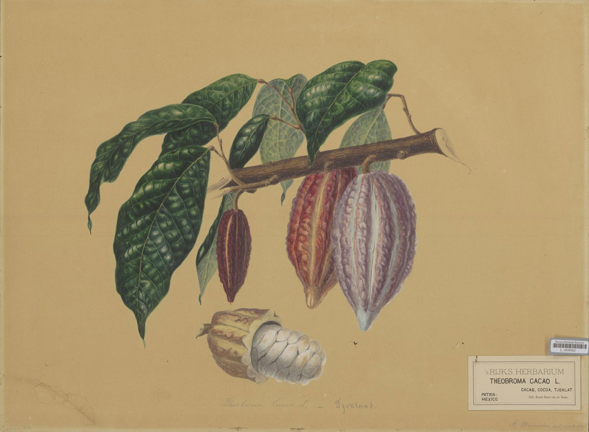 Planta de cacao