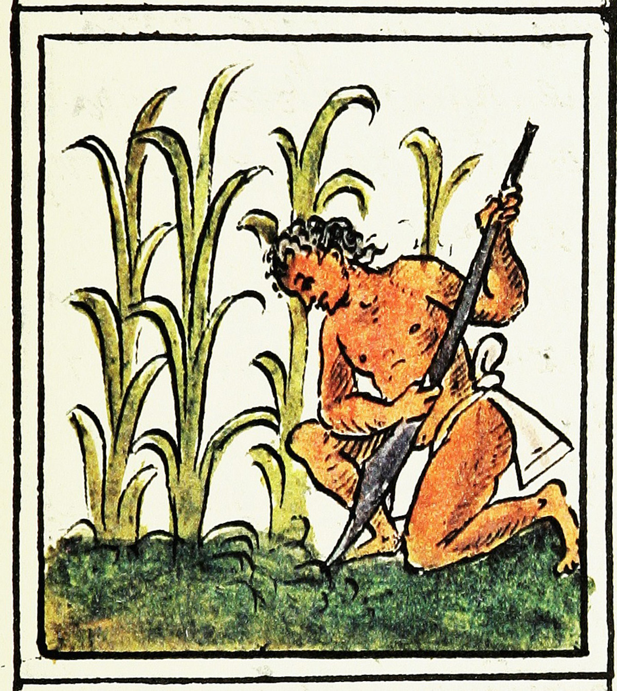 Hombre cultivando maíz, Códice Florentino, siglo XVI
