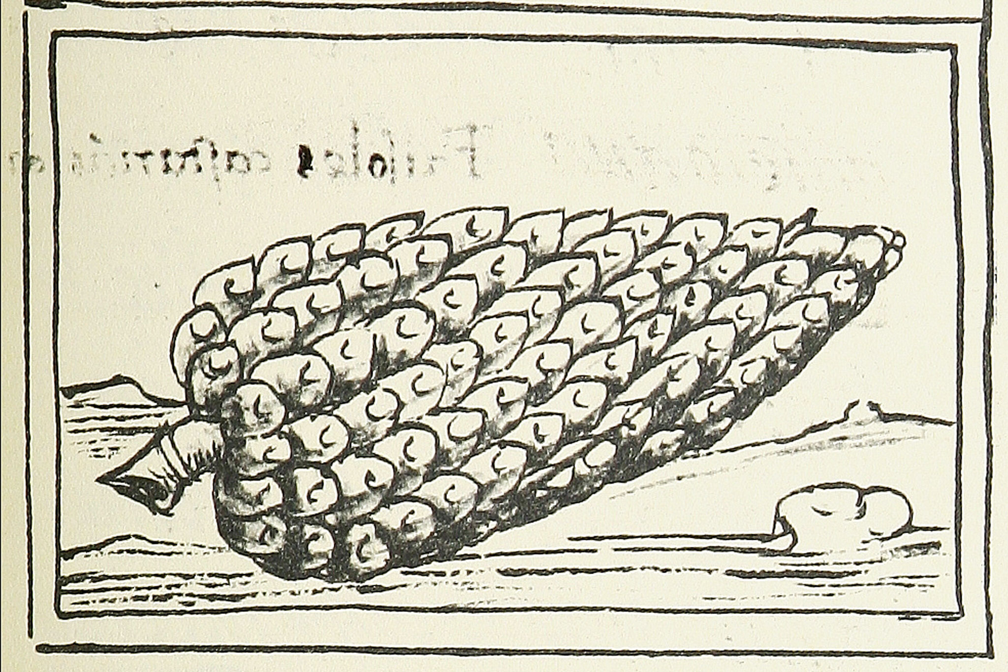 Mazorca de maíz, Códice Florentino, siglo XVI.