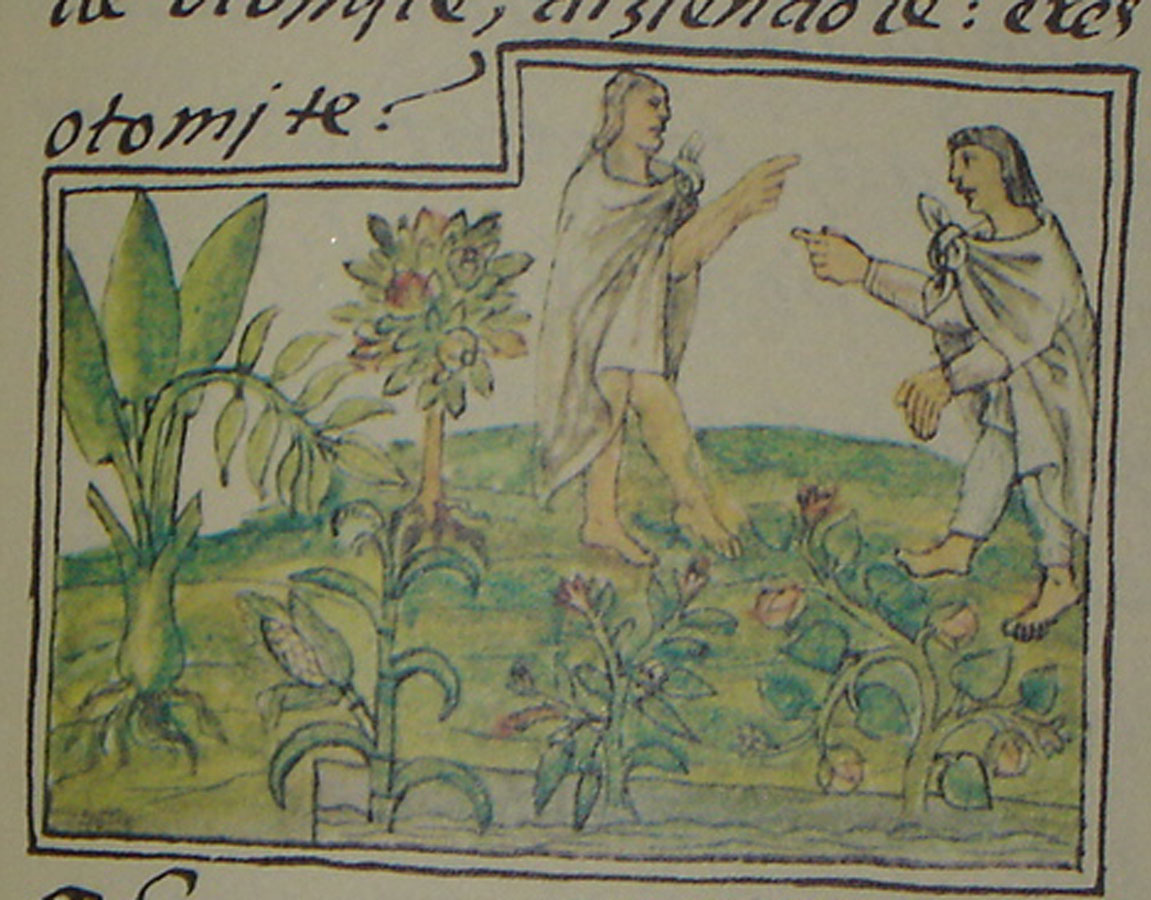 Milpa, en Bernardino de Sahagún, Historia General de las Cosas de la Nueva España, Libro 10 Fo 136. Siglo XVI