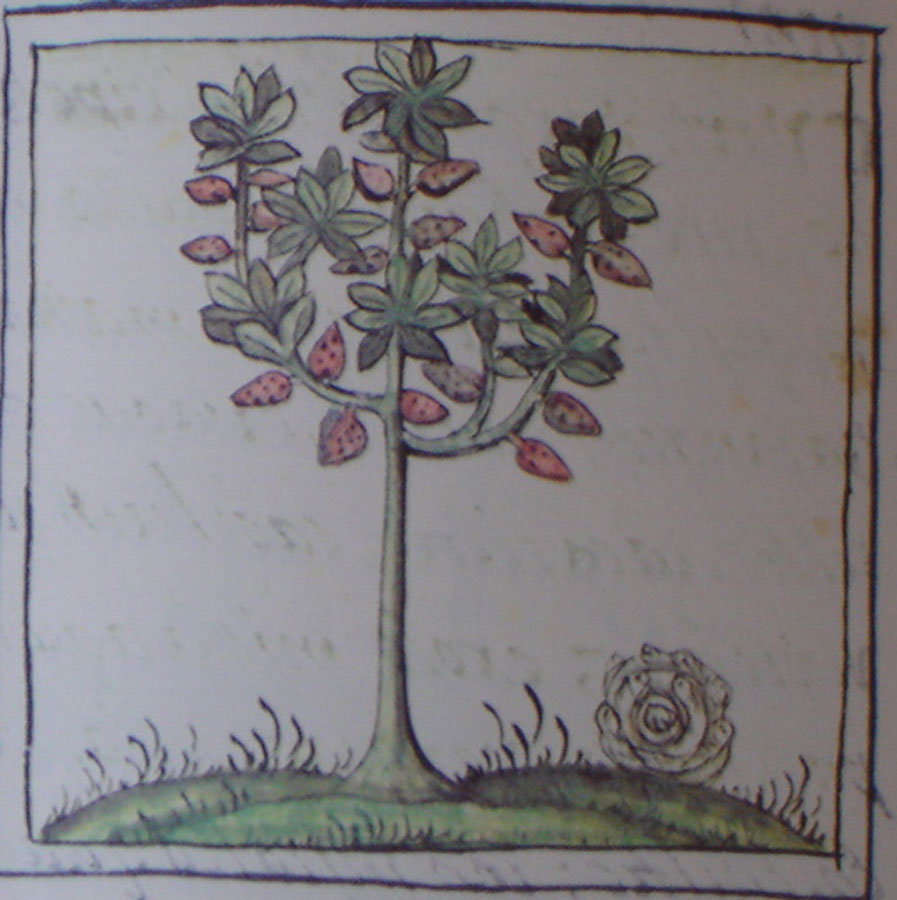 Árbol de cacao, en Bernardino de Sahagún. Historia General de las Cosas de la Nueva Espña. L XI, fo 123