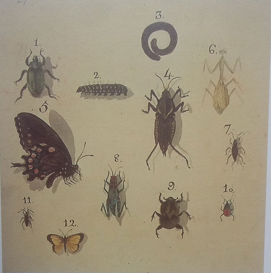 Insectos. Alejandro Malaspina. Fines siglo XVIII